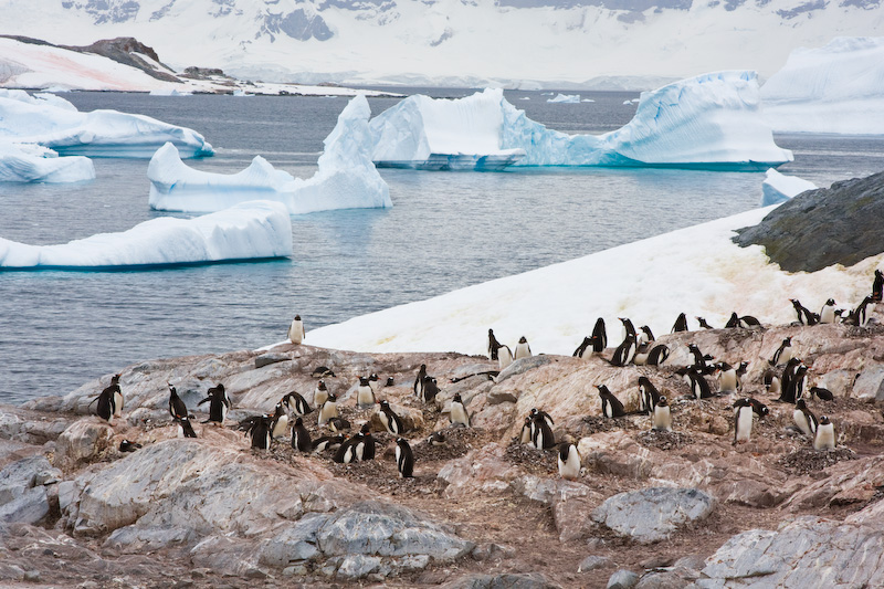 Gentoo Penguin Colony